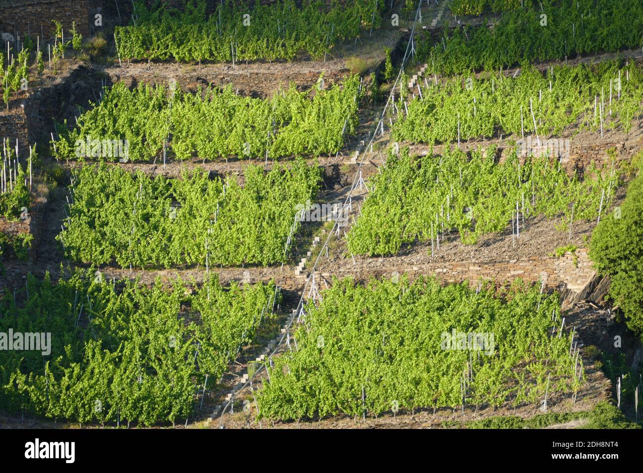 Terrazze vigneti in estate a Winningen / Mosella Foto Stock