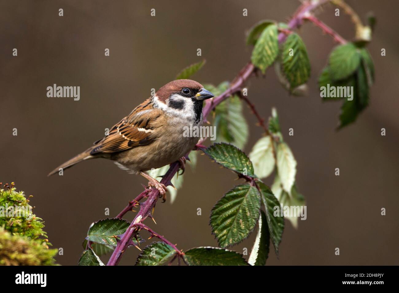 Feldsperling (Passer montanus) Foto Stock