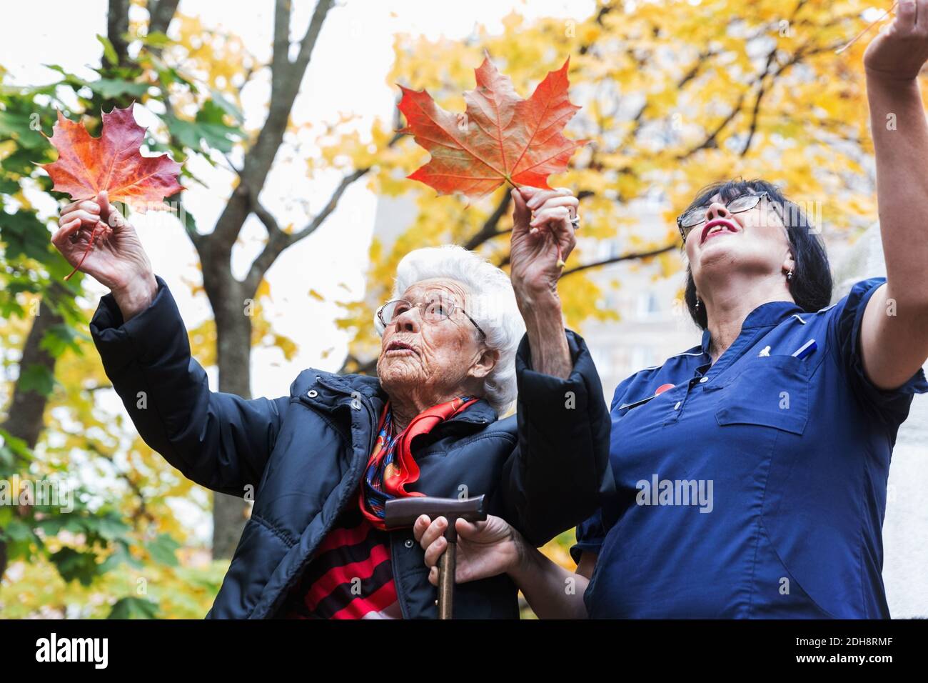 Donna anziana e custode che giocano con foglie d'acero nel parco Foto Stock