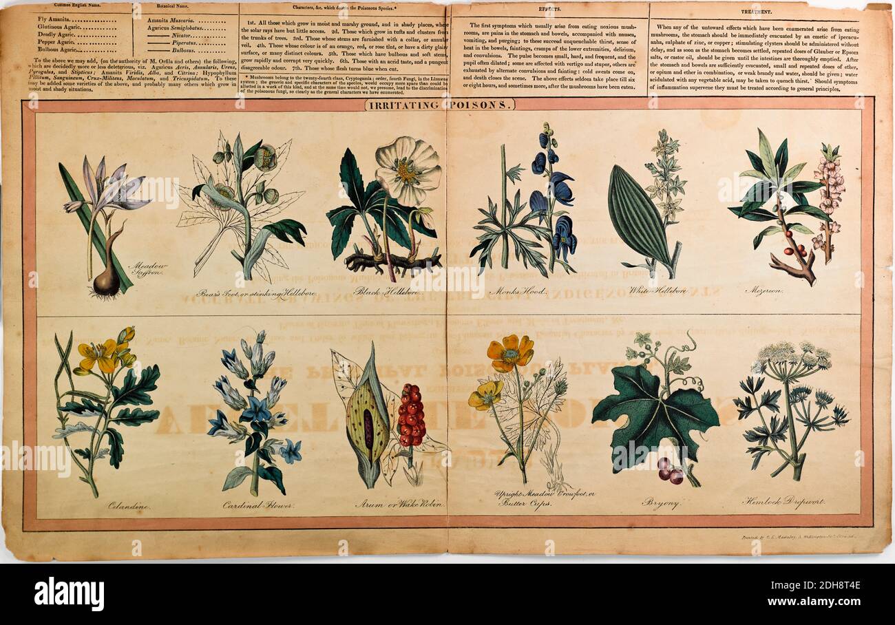 Una tavola di veleni vegetali, che espone le principali piante velenose comprendenti il loro nome inglese comune, il nome botanico, la classe e l'ordine a cui appartengono nel sistema linneo, carattere essenziale per cui sono particolarmente distinti, paese natale, luoghi di crescita, tempo di fioritura, effetti velenosi e modalità di trattamento, &c.. ; illustrato da disegni precisi delle principali piante indigene, compresi i funghi velenosi, e alcune delle piante velenose esotiche coltivate in Gran Bretagna da G. Spratt pubblicato a Londra nel 1843 Foto Stock