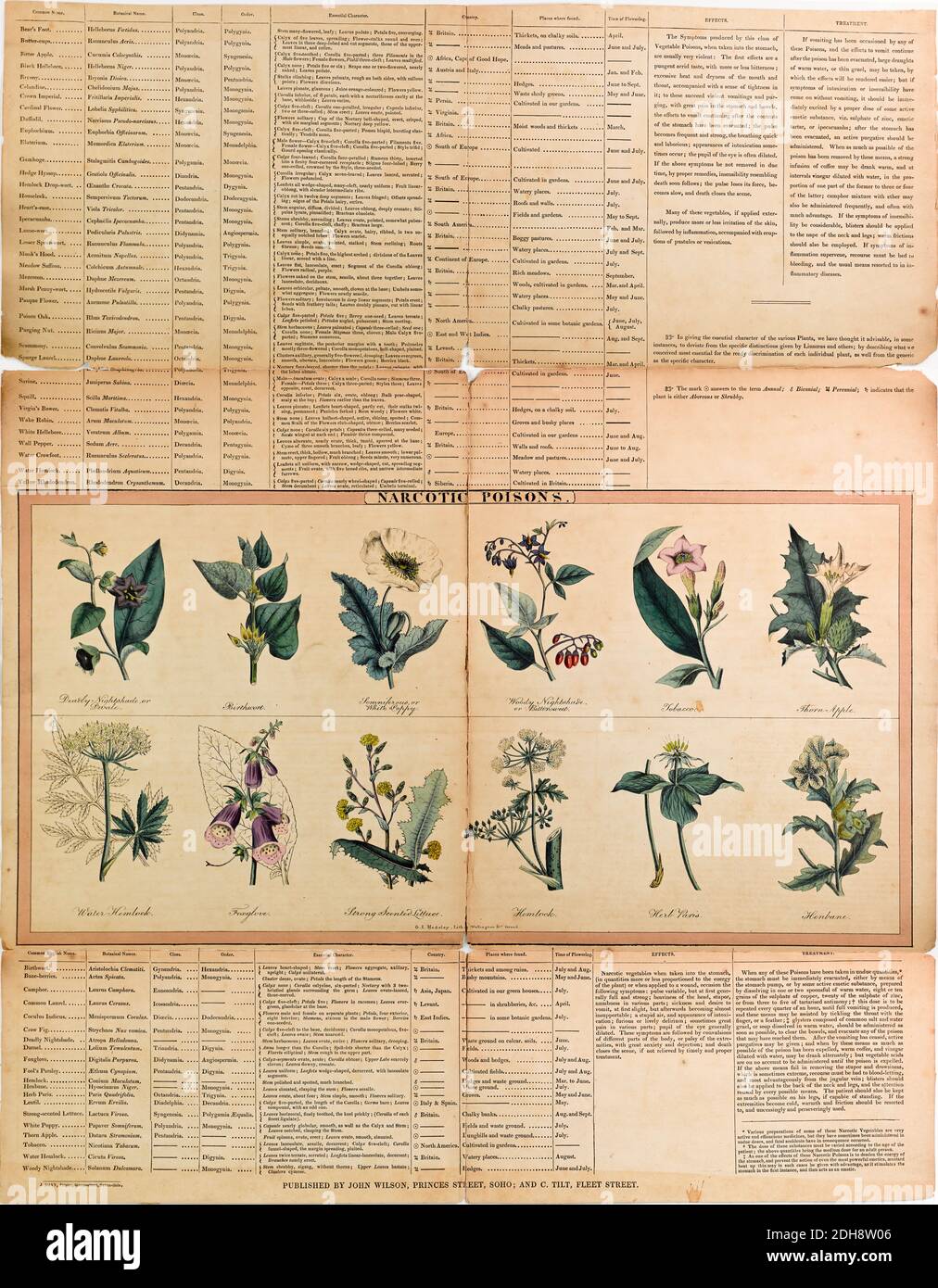 Nome botanico immagini e fotografie stock ad alta risoluzione - Alamy