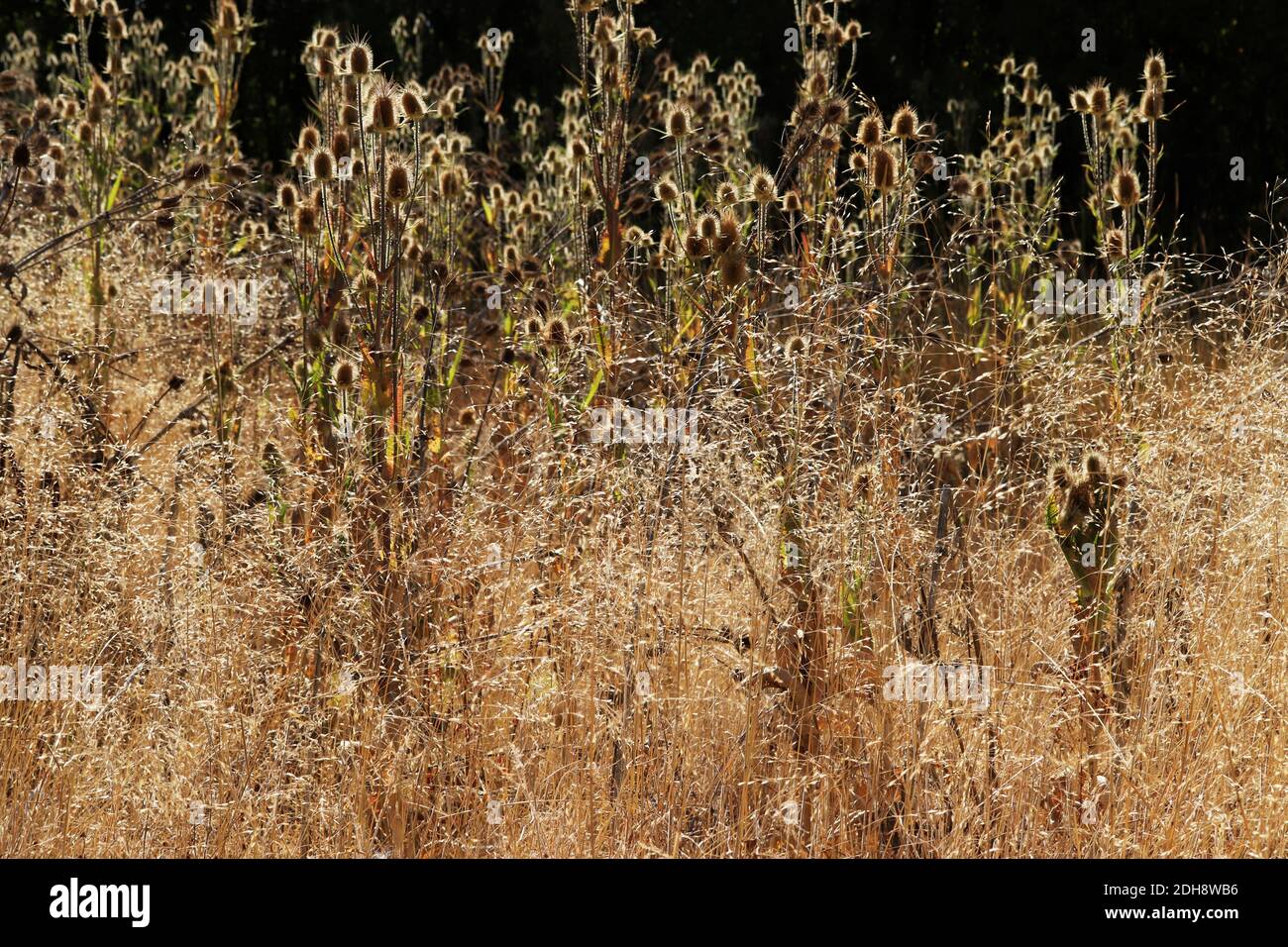 Thistles gialli in autunno Foto Stock