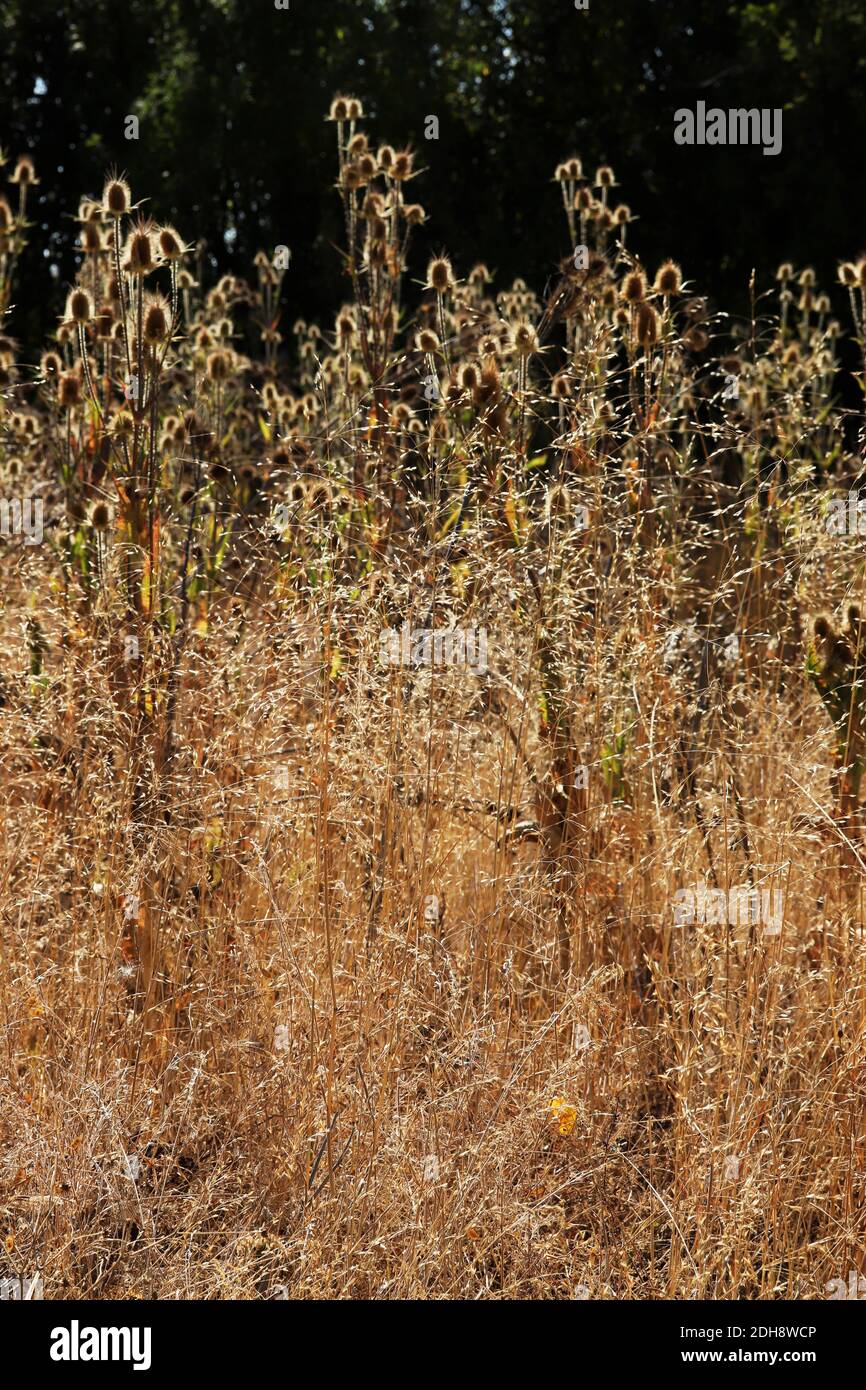 Thistles gialli in autunno Foto Stock