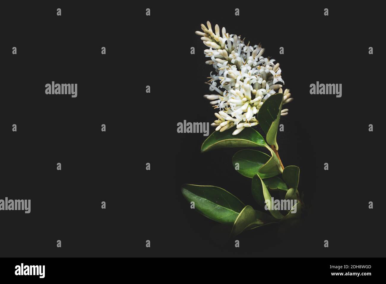 (Ligustrum vulgare) fiori selvaggi privati in fiore in estate, Sudafrica Foto Stock