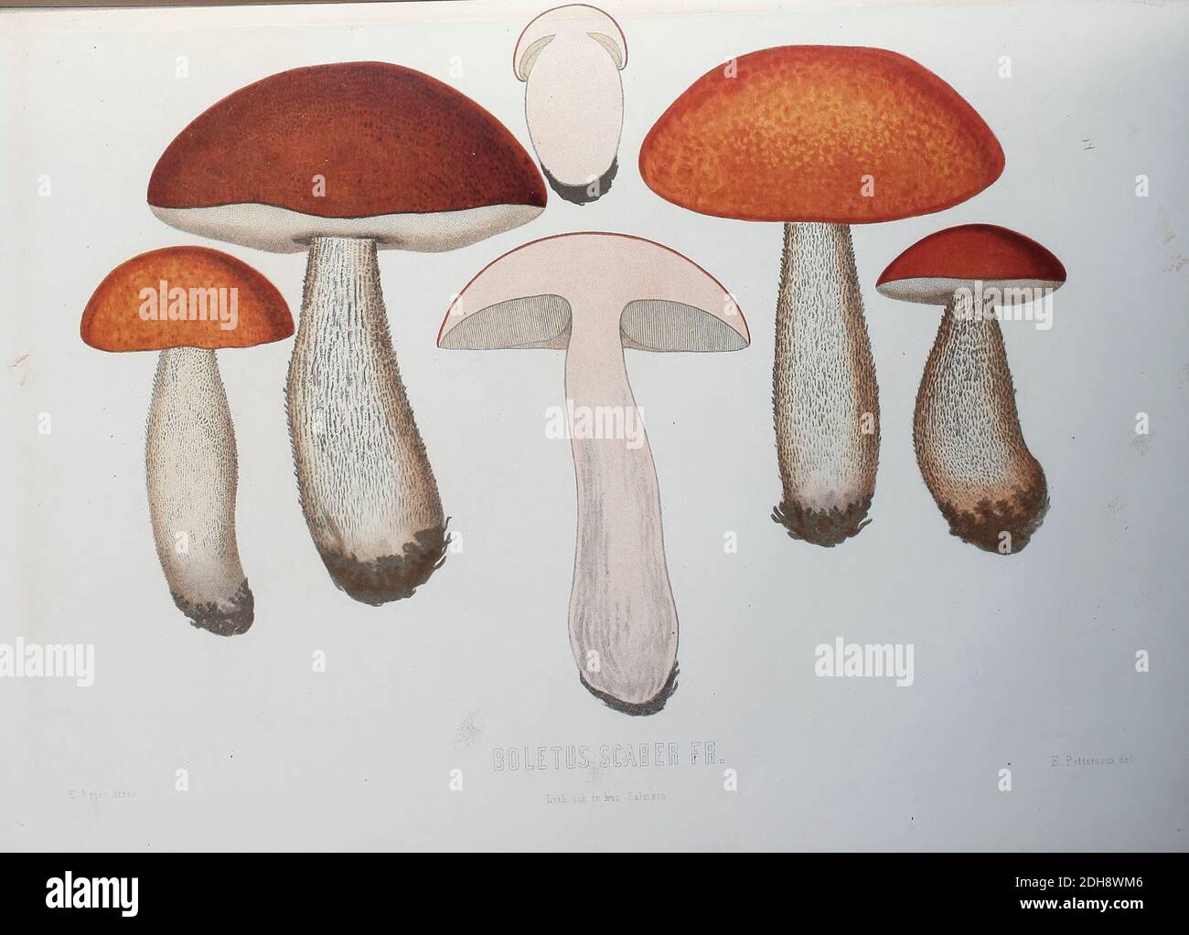 Boletus scaber, funghi, funghi patogeni del libro Sveriges ätliga och giftiga svampar tecknade efter naturen under ledning [funghi commestibili e velenosi della Svezia disegnati dopo la natura sotto la guida] di Fries, Elias, 1794-1878; Kungl. Svenska vetenskapsakademien pubblicato a Stoccolma, Svezia nel 1861 Foto Stock