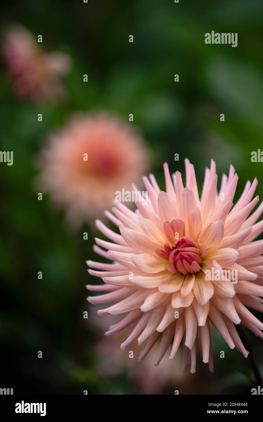 Dahlia, fiore di spikey rosa colorato che cresce all'aperto. Foto Stock