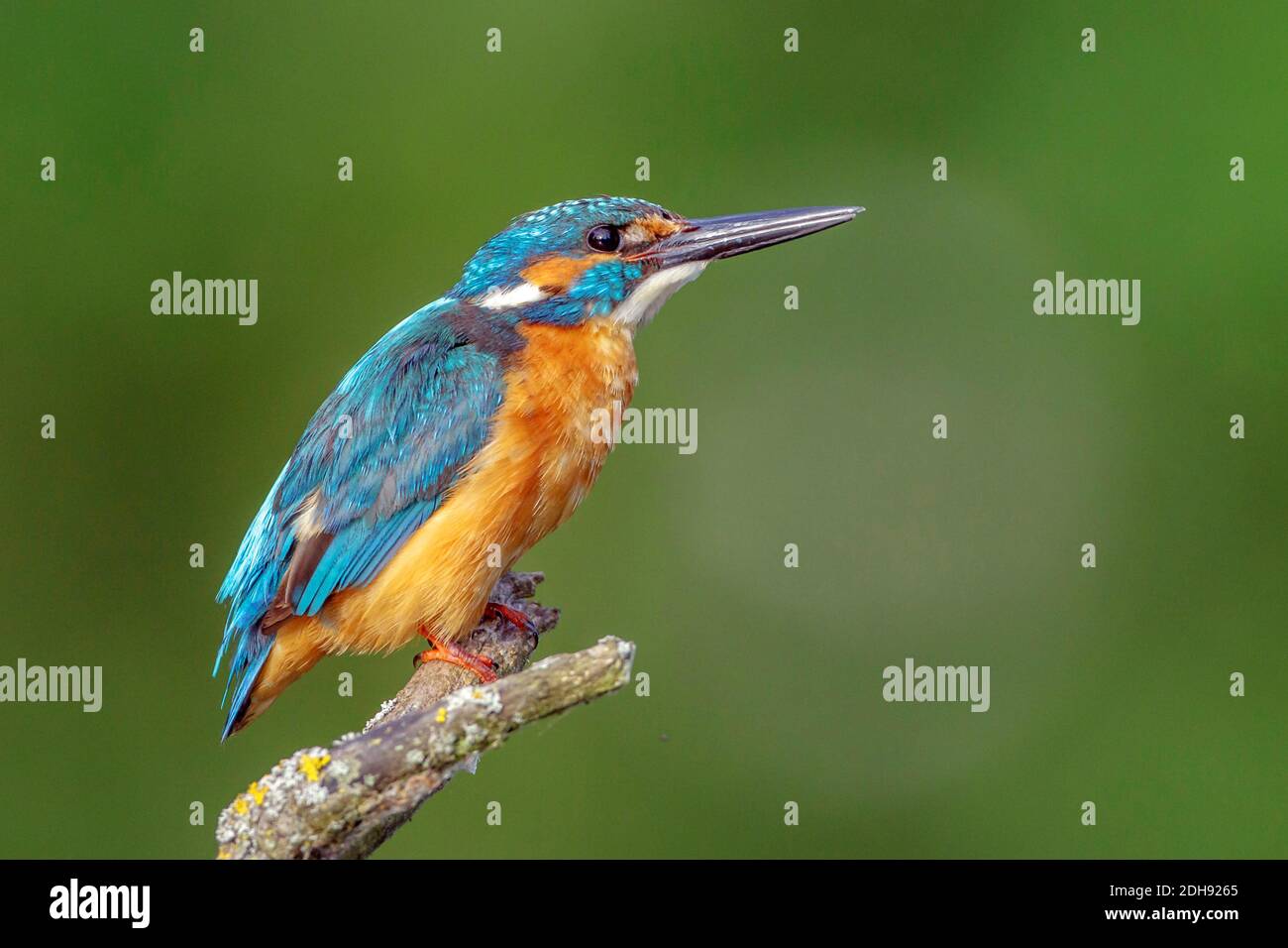 Eisvogel (Alcedo atthis) Männchen Foto Stock