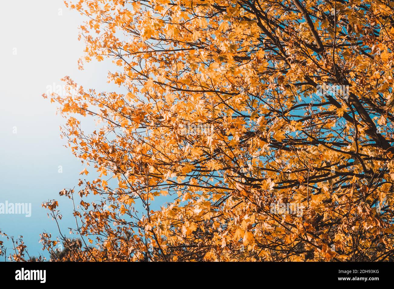 Foglie arancioni e gialle su un albero - caduta fogliame Foto Stock