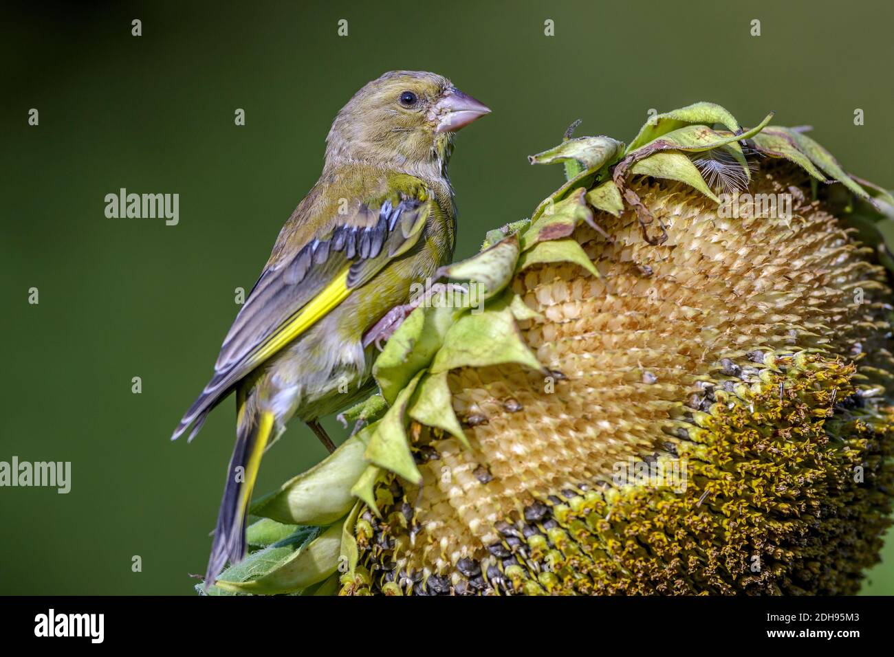 Grünfink (Carduelis chloris) Männchen Foto Stock