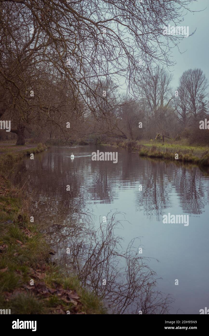 Mute cigno sul fiume Itchen a Winchester durante una giornata grigia, torbida e misteriosa nel mese di novembre, Hampshire, Inghilterra, Regno Unito Foto Stock