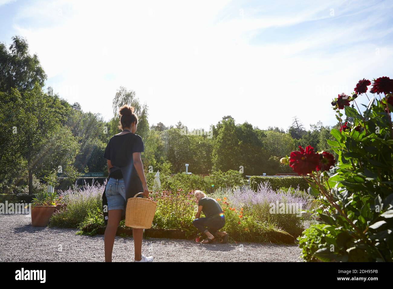 Vista posteriore del cesto da trasporto per fiorista femminile verso il collega accovacciato da piante di fiore Foto Stock