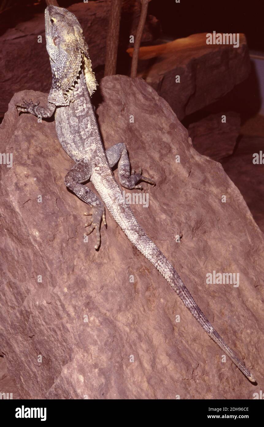 La lucertola a collo di ceci (Chlamydosaurus kingii) Foto Stock