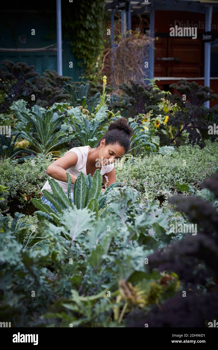 Giovane donna che analizza piante in cantiere Foto Stock