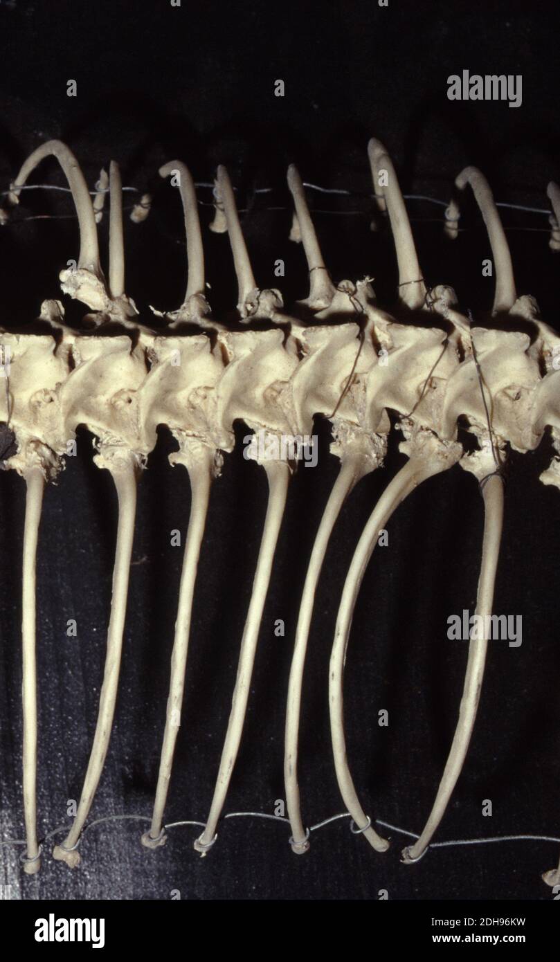 Dettaglio della colonna vertebrale (spinale) della lucertola Foto Stock