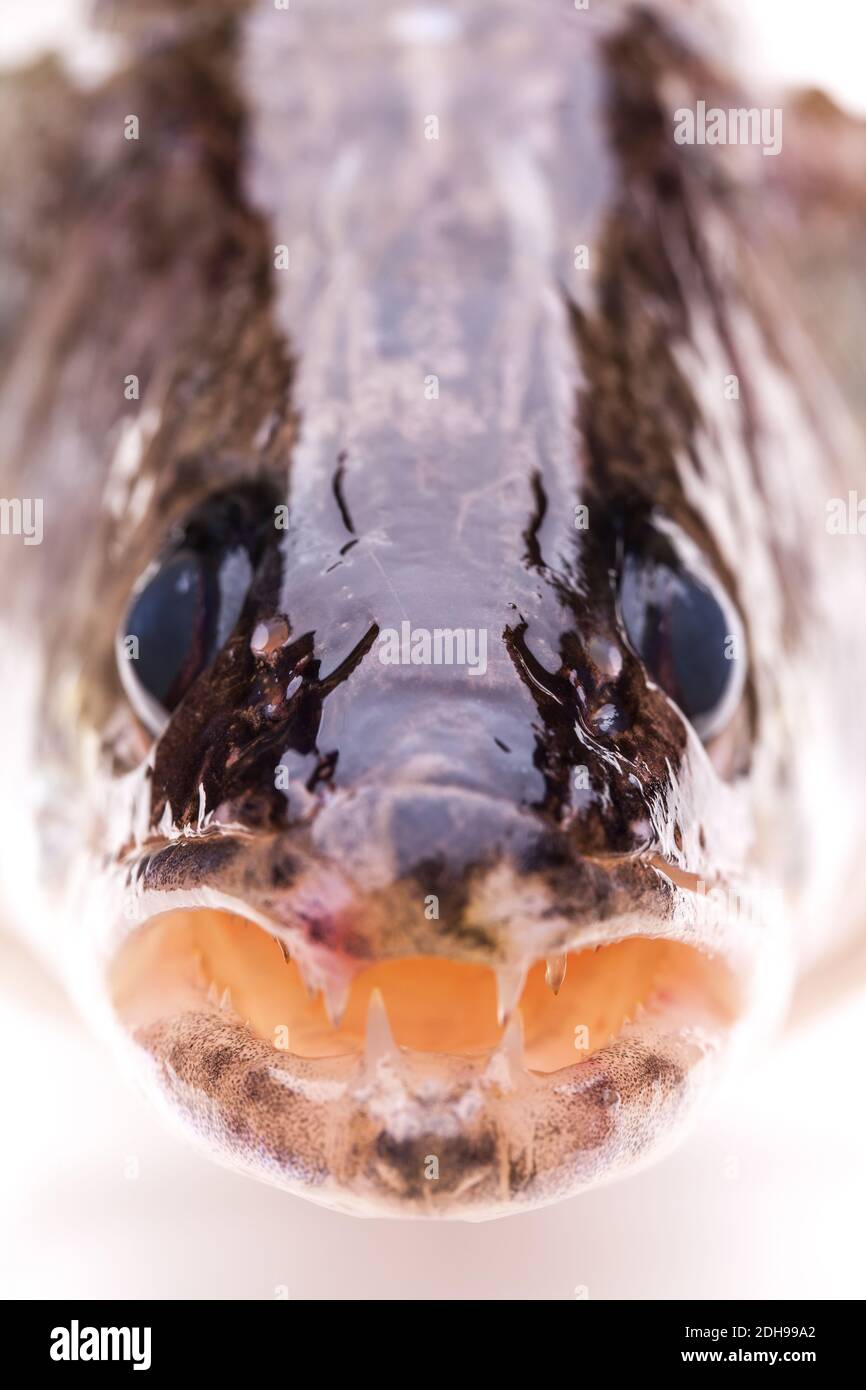 Dettagli della bocca di un walleye Foto Stock