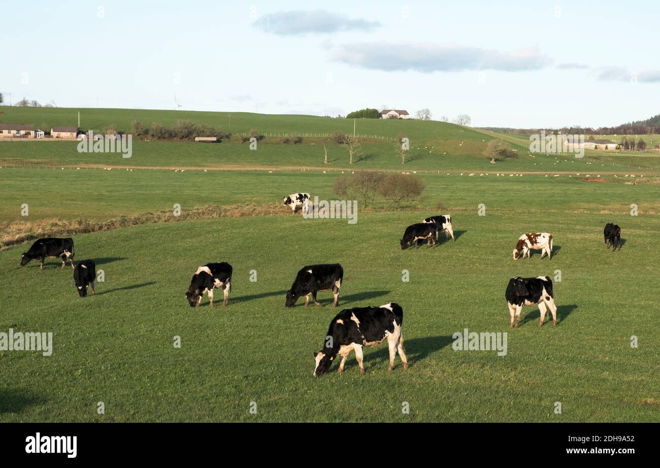 Un allevamento di bovini da latte che pascolano in un campo vicino a Carnwath, nel Lanarkshire meridionale. Foto Stock