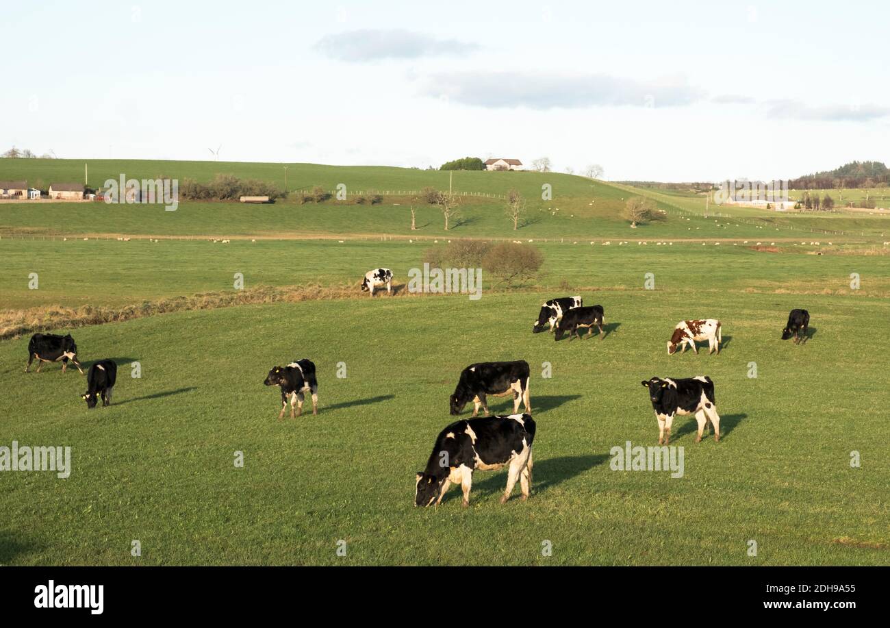 Un allevamento di bovini da latte che pascolano in un campo vicino a Carnwath, nel Lanarkshire meridionale. Foto Stock