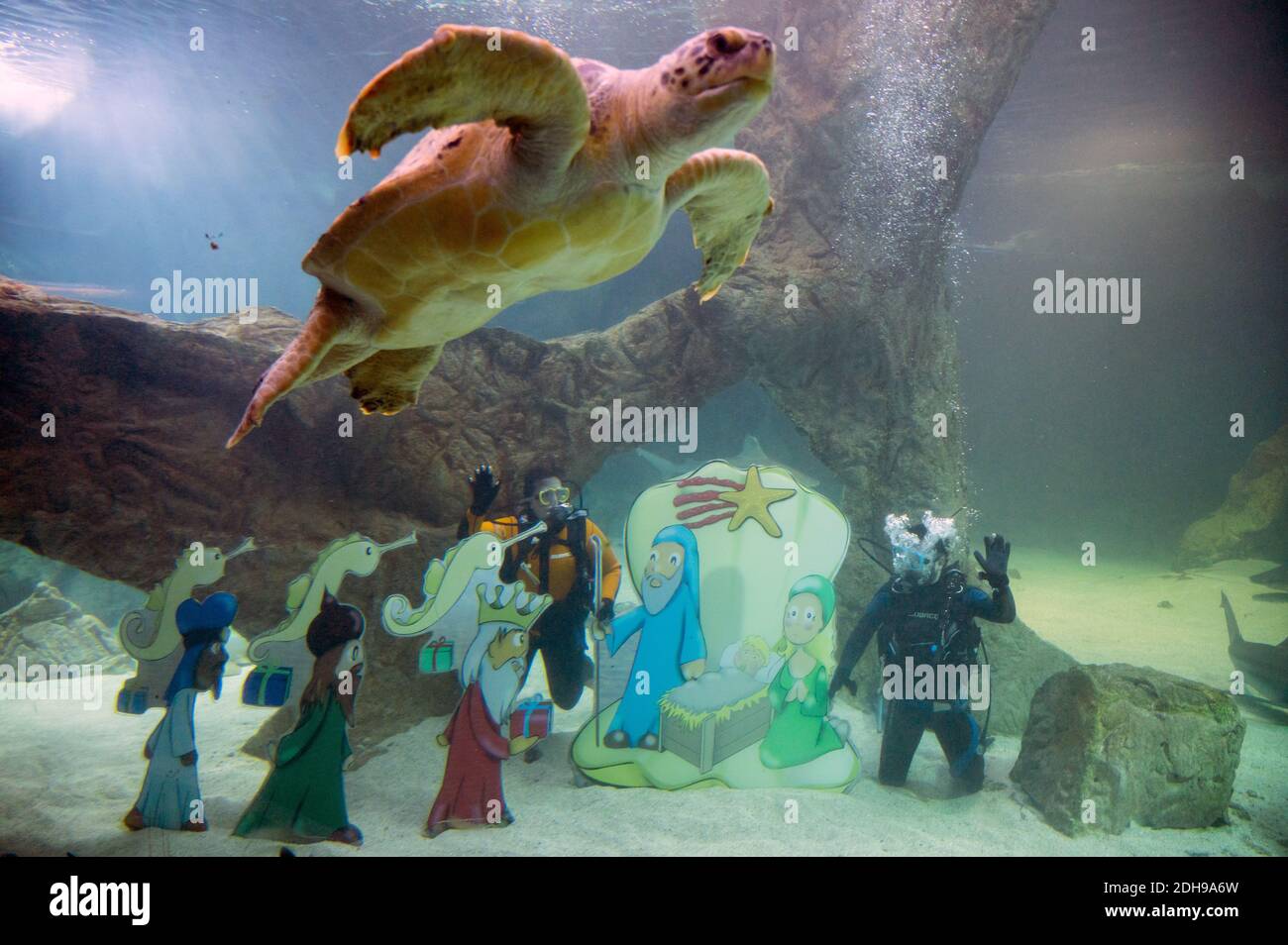 Madrid, Spagna. 10 dicembre 2020. Due subacquei che collocano la tradizionale Presepe di Natale come una tartaruga passa all'interno dell'acquario dello Zoo di Madrid. Credit: Marcos del Mazo/Alamy Live News Foto Stock