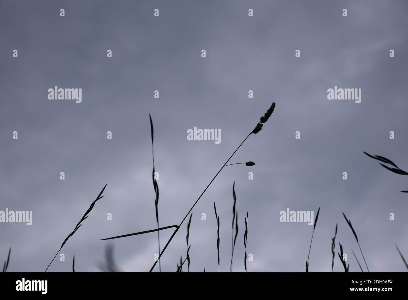 Germogli di avena selvatici retroilluminati sotto il cielo scuro nuvoloso. Foto Stock
