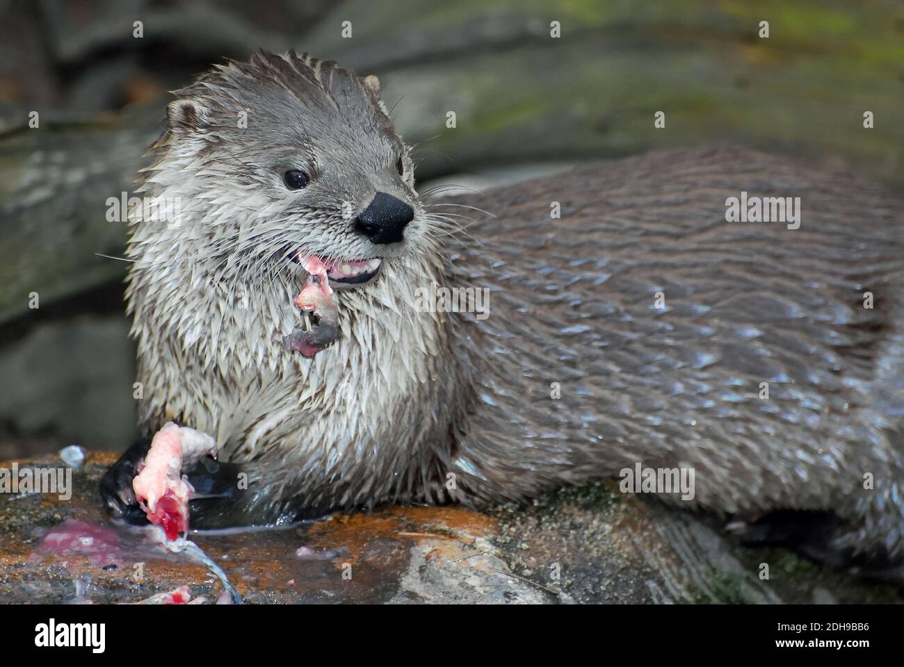 Lontra del fiume Nord America, lontra del fiume settentrionale, Nordamerikanischer Fischotter, Lutra canadensis, kanadai vidra, észak-amerikai vidra Foto Stock