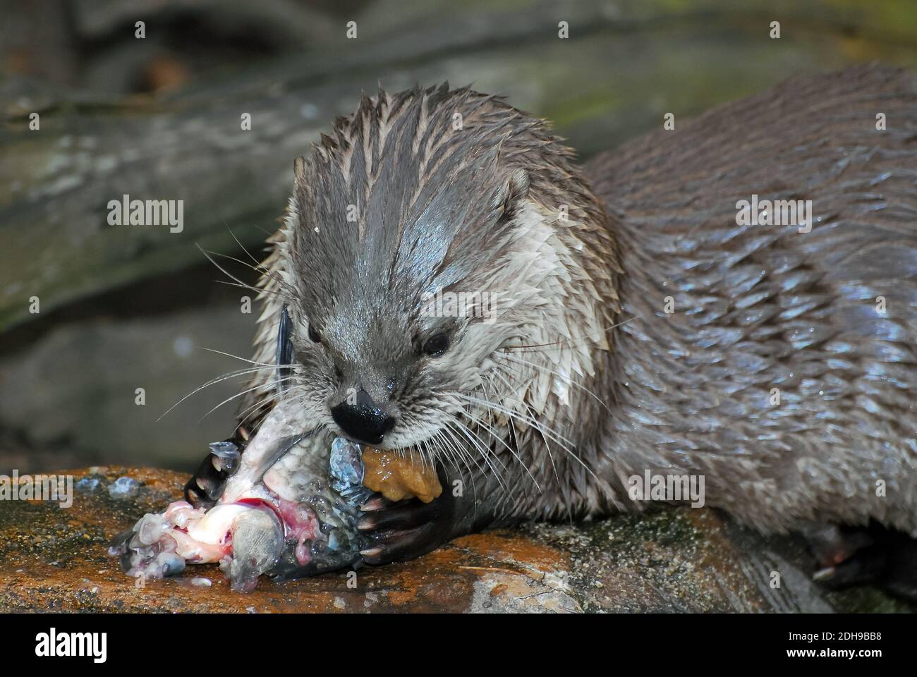 Lontra del fiume Nord America, lontra del fiume settentrionale, Nordamerikanischer Fischotter, Lutra canadensis, kanadai vidra, észak-amerikai vidra Foto Stock