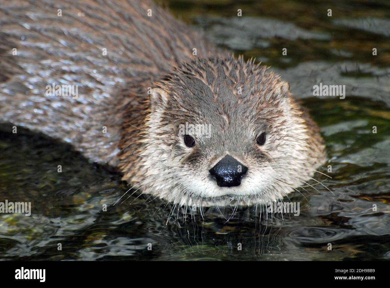 Lontra del fiume Nord America, lontra del fiume settentrionale, Nordamerikanischer Fischotter, Lutra canadensis, kanadai vidra, észak-amerikai vidra Foto Stock