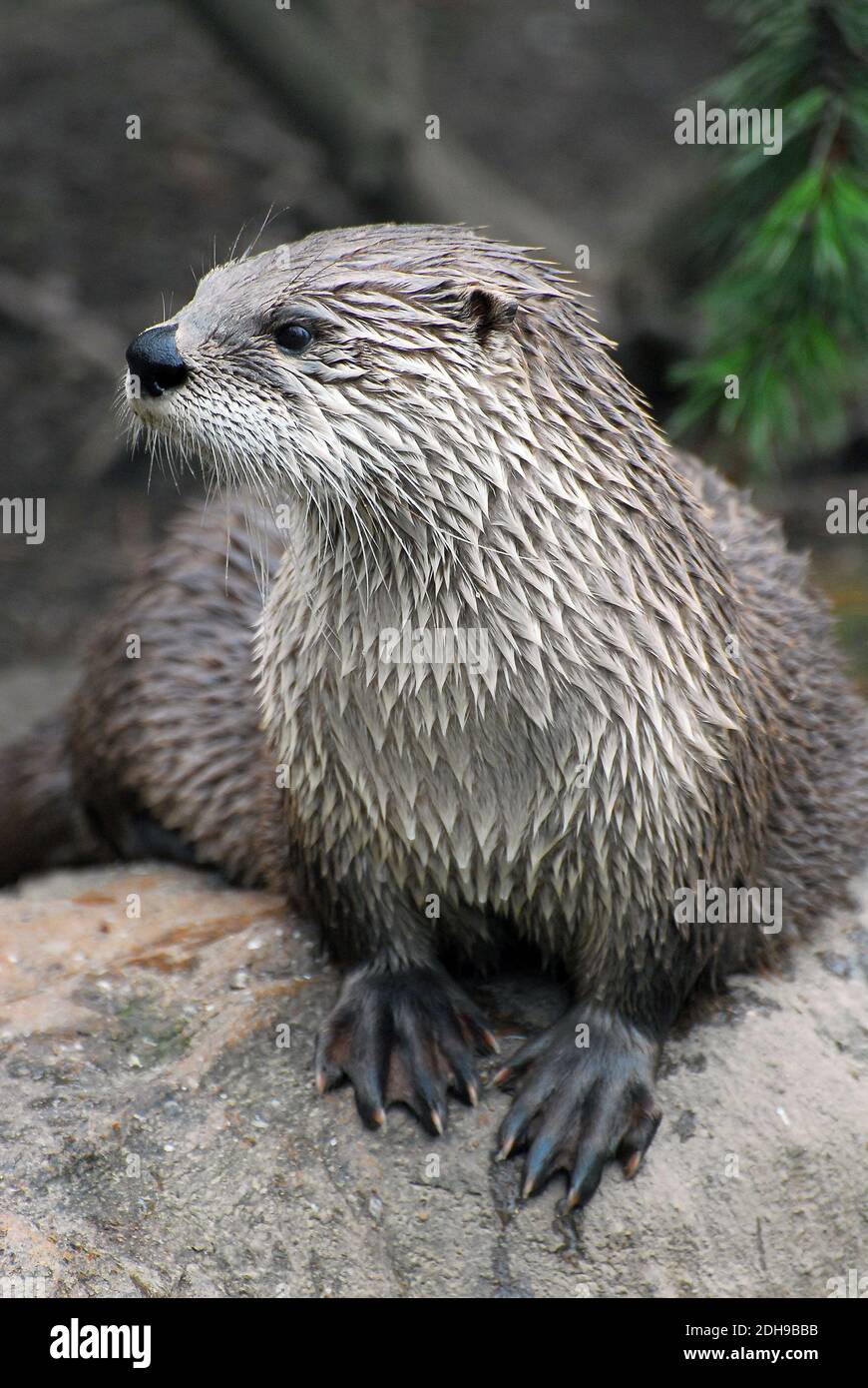 Lontra del fiume Nord America, lontra del fiume settentrionale, Nordamerikanischer Fischotter, Lutra canadensis, kanadai vidra, észak-amerikai vidra Foto Stock