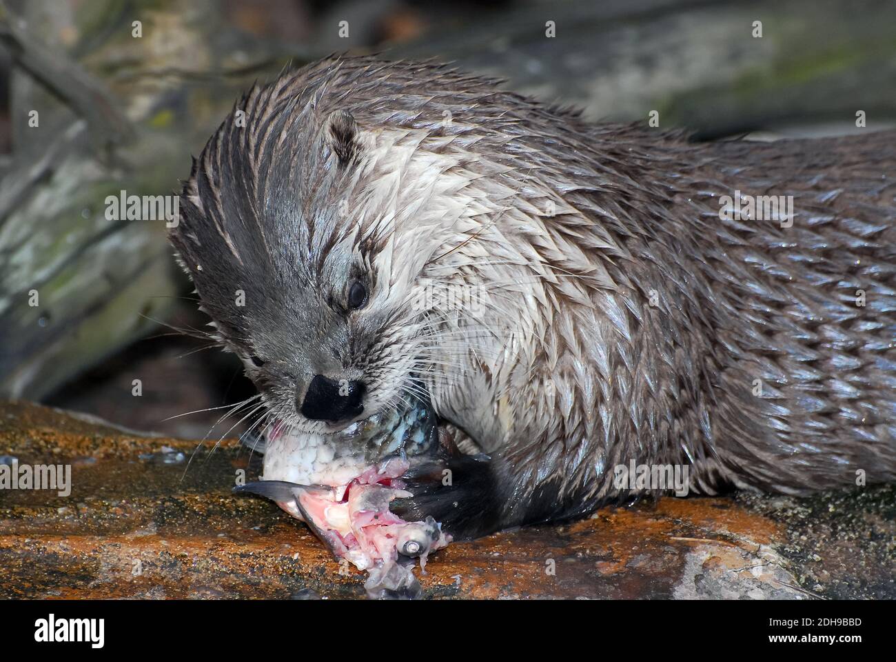 Lontra del fiume Nord America, lontra del fiume settentrionale, Nordamerikanischer Fischotter, Lutra canadensis, kanadai vidra, észak-amerikai vidra Foto Stock