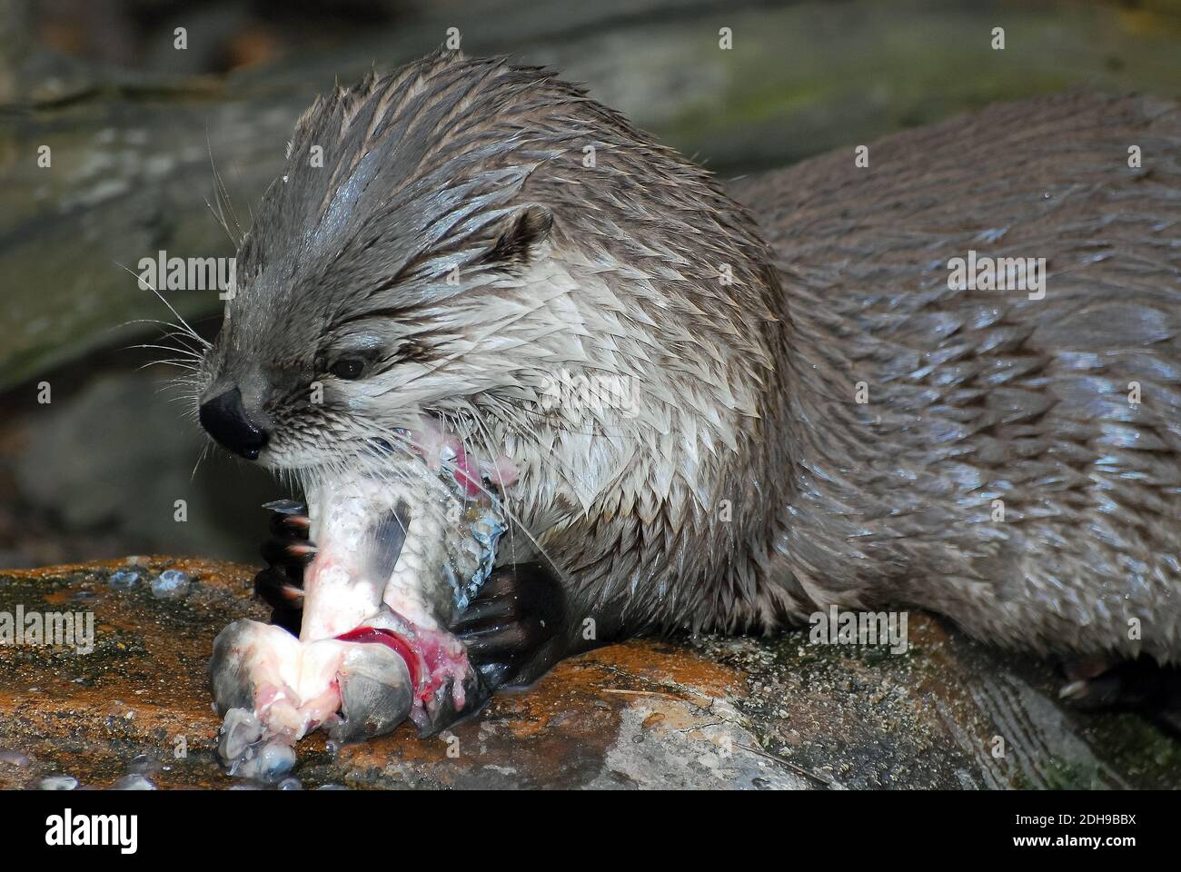 Lontra del fiume Nord America, lontra del fiume settentrionale, Nordamerikanischer Fischotter, Lutra canadensis, kanadai vidra, észak-amerikai vidra Foto Stock