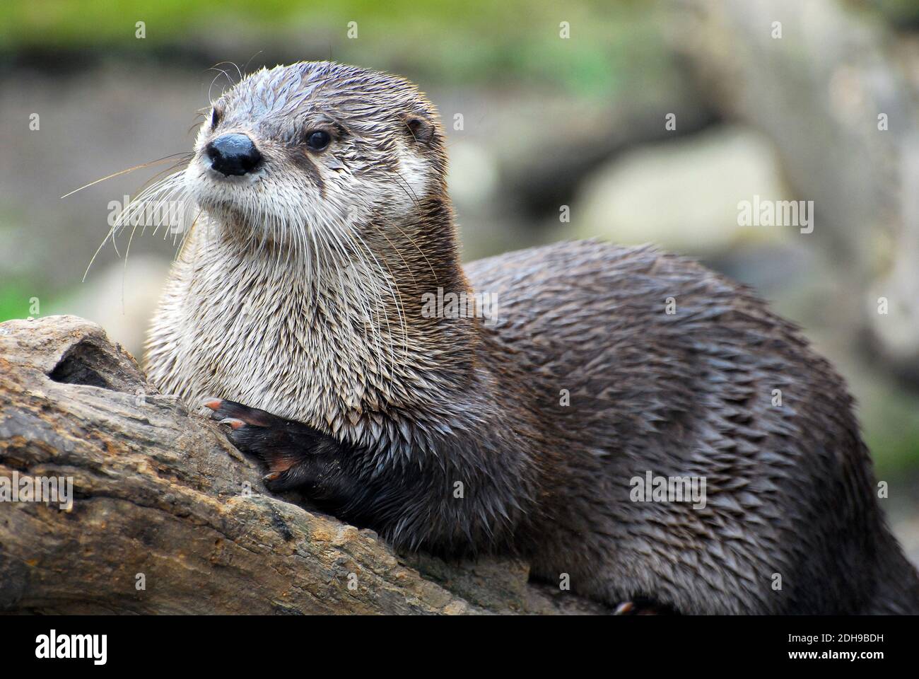 Lontra del fiume Nord America, lontra del fiume settentrionale, Nordamerikanischer Fischotter, Lutra canadensis, kanadai vidra, észak-amerikai vidra Foto Stock