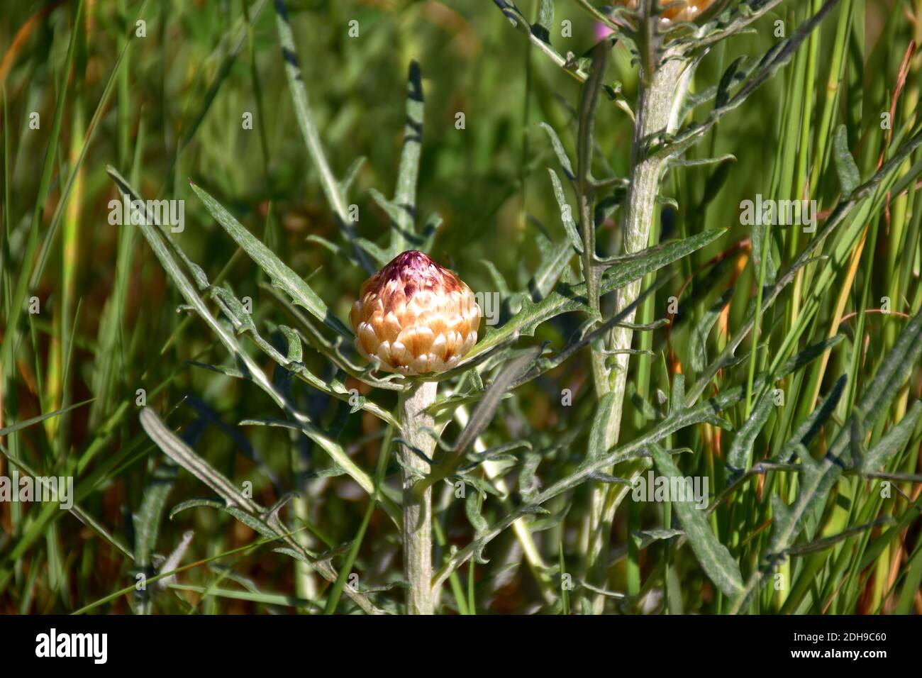 Leuzea conifera (Rhaponticum coniferum). Ha frutta a forma di cono o ananas. Foto Stock