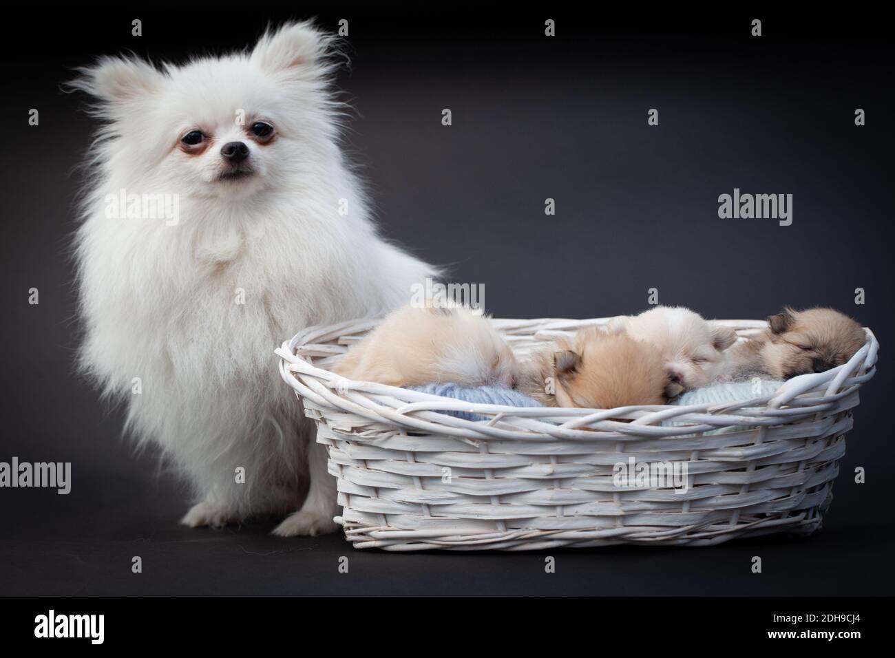 Pomeranian spitz madre cane e cuccioli. Foto Stock
