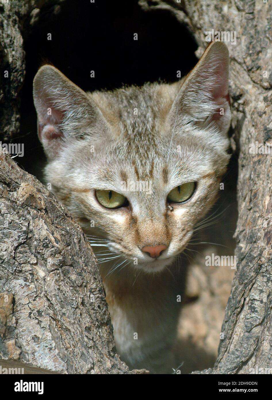 Gatto selvatico arabo, gatto selvatico di Gordon, Falbkatze, Afrikanische  Wildkatze, Felis silvestris gordoni, Felis lybica lybica Foto stock - Alamy