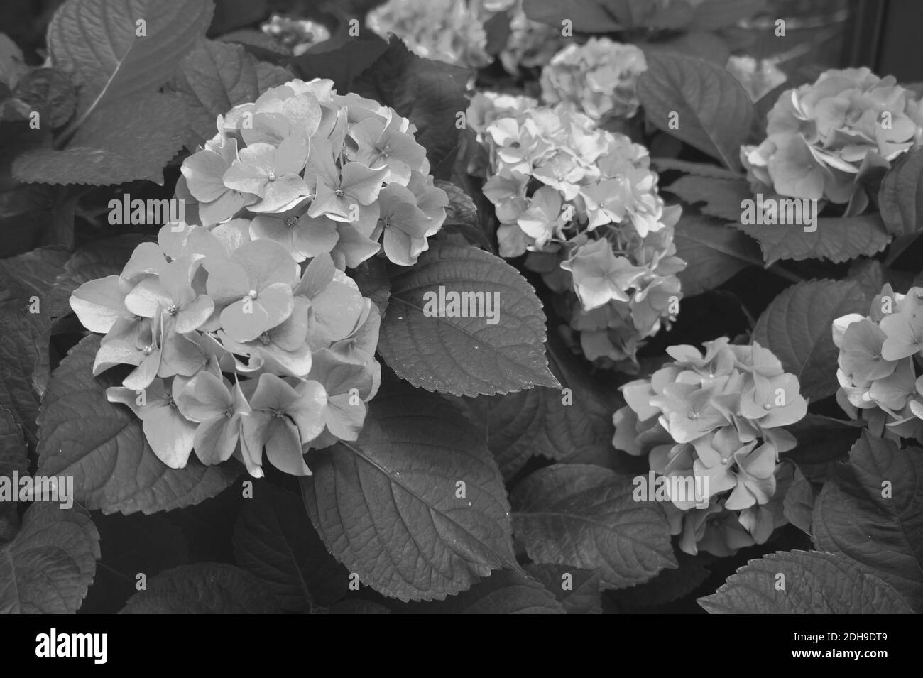 Belle idrangee in una pentola. Coltivazione di fiori. Il colore grigio più esclusivo dell'anno 2021 Foto Stock