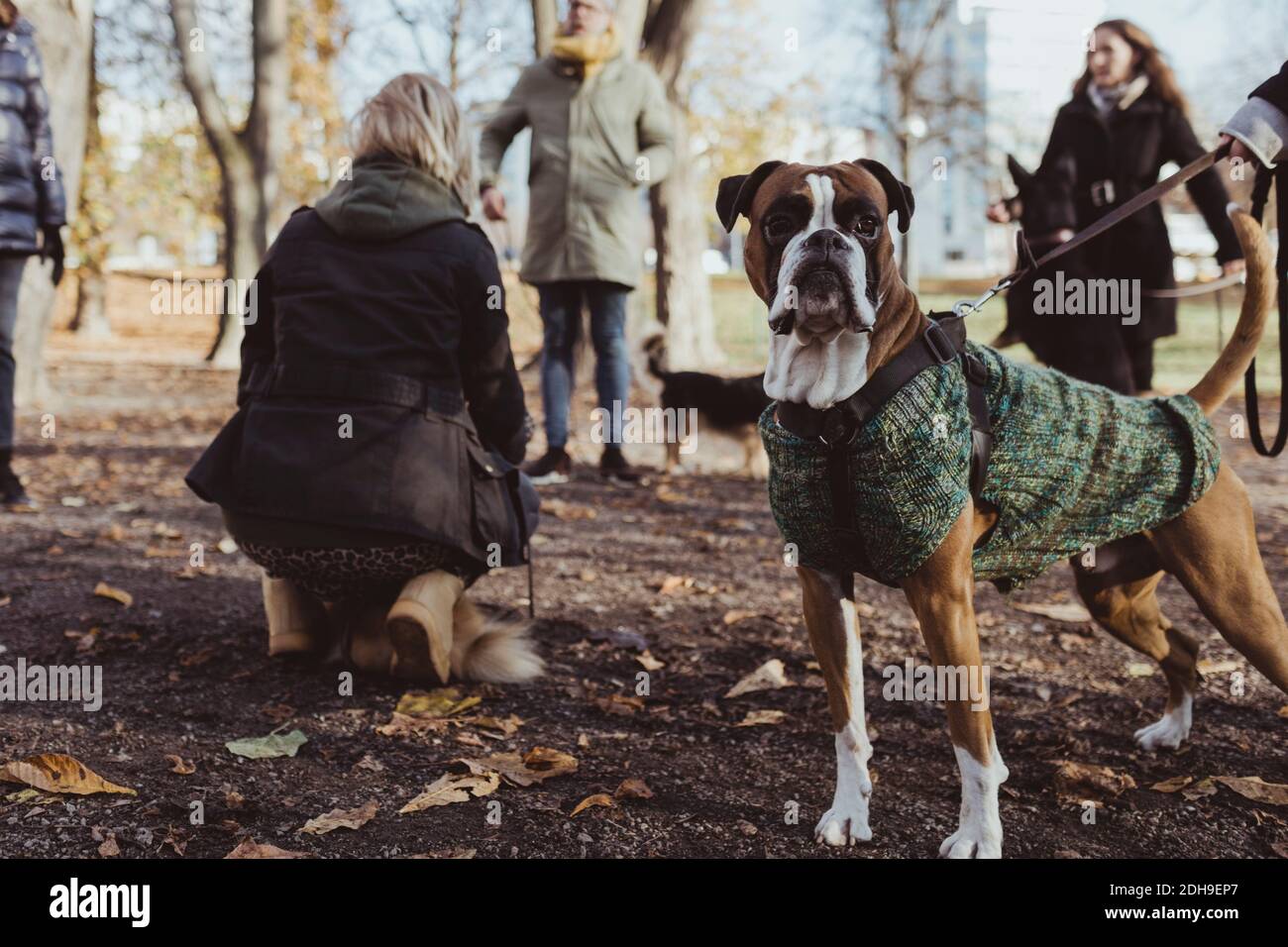 Ritratto del cane da boxe contro i proprietari di animali domestici al parco Foto Stock