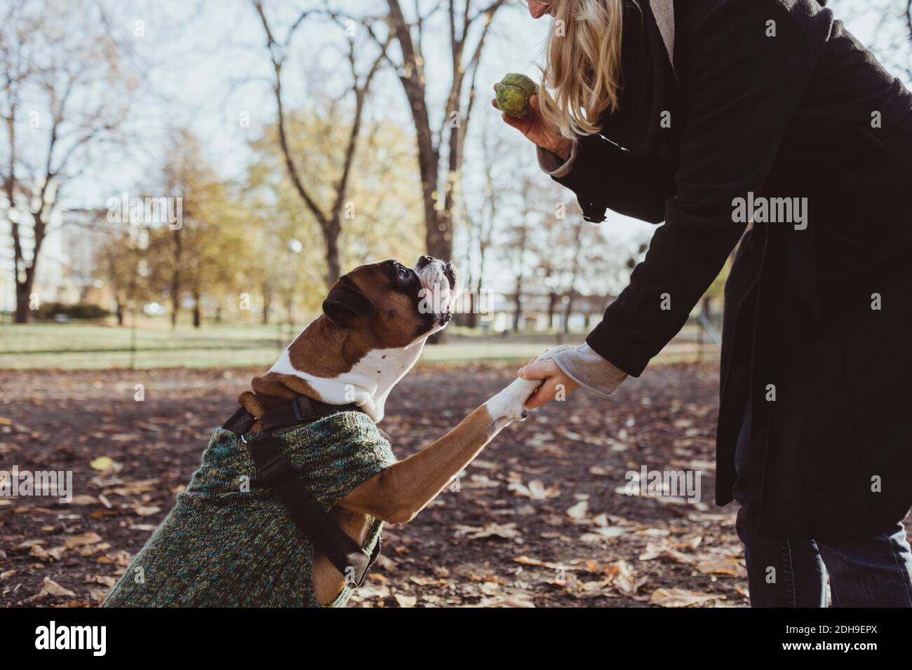 Sezione centrale di giovane donna e cane da boxe con stretta di mano mentre tenendo la palla in posizione di parcheggio Foto Stock
