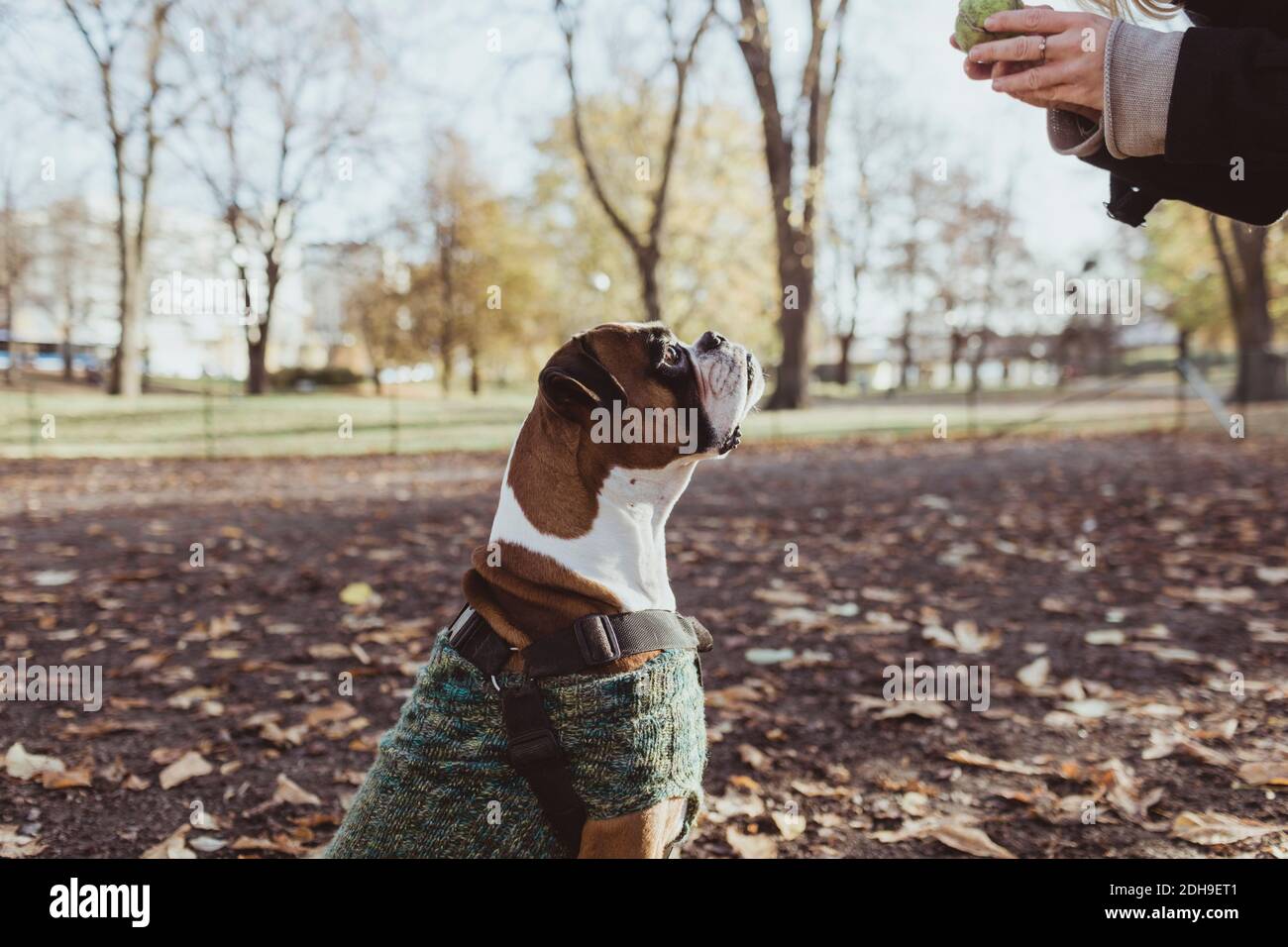 Vista laterale del cane boxer guardando il proprietario femmina dell'animale domestico tenere una palla da tennis al parco Foto Stock