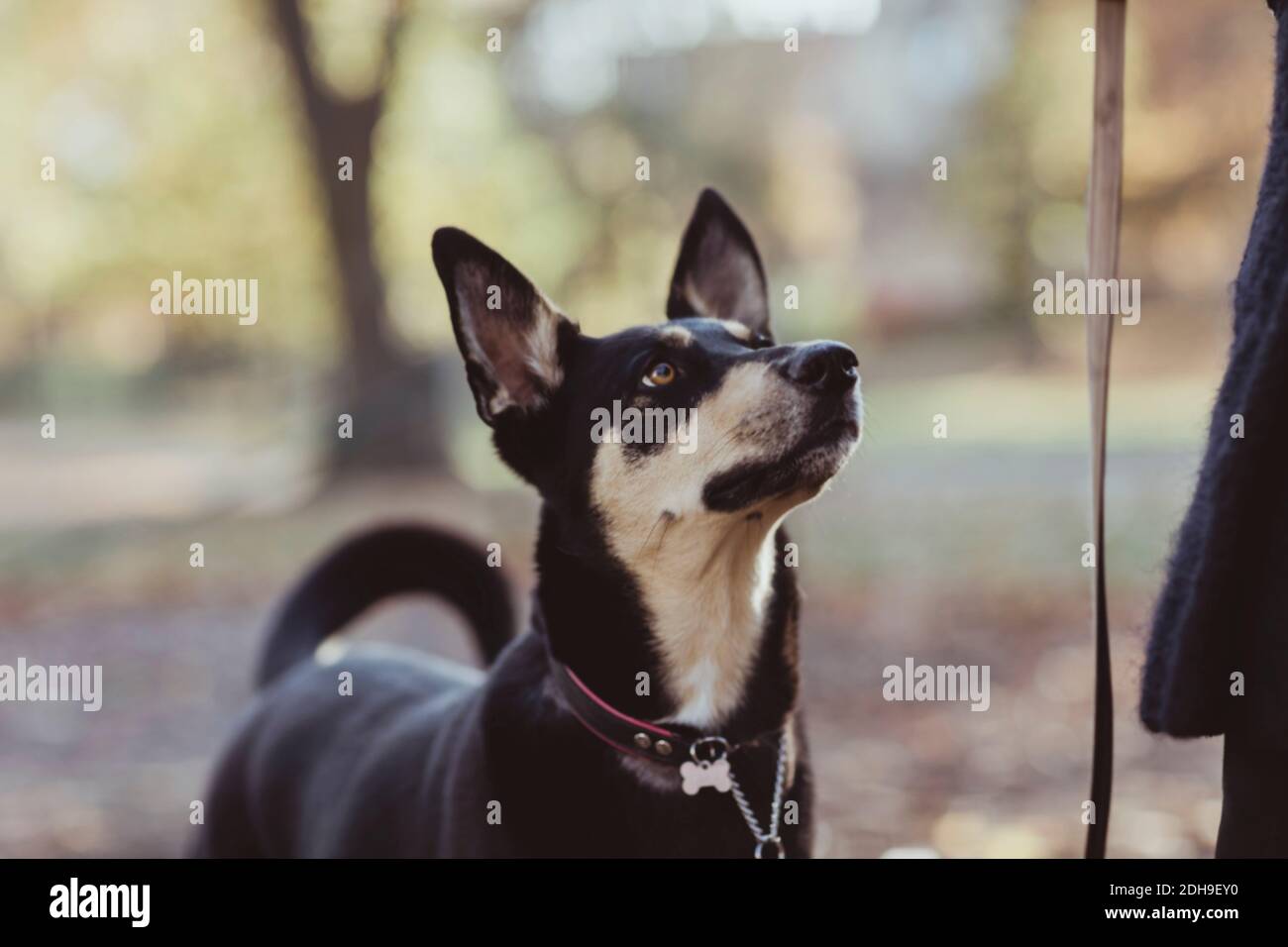 Cane nero guardando in su al parco Foto Stock
