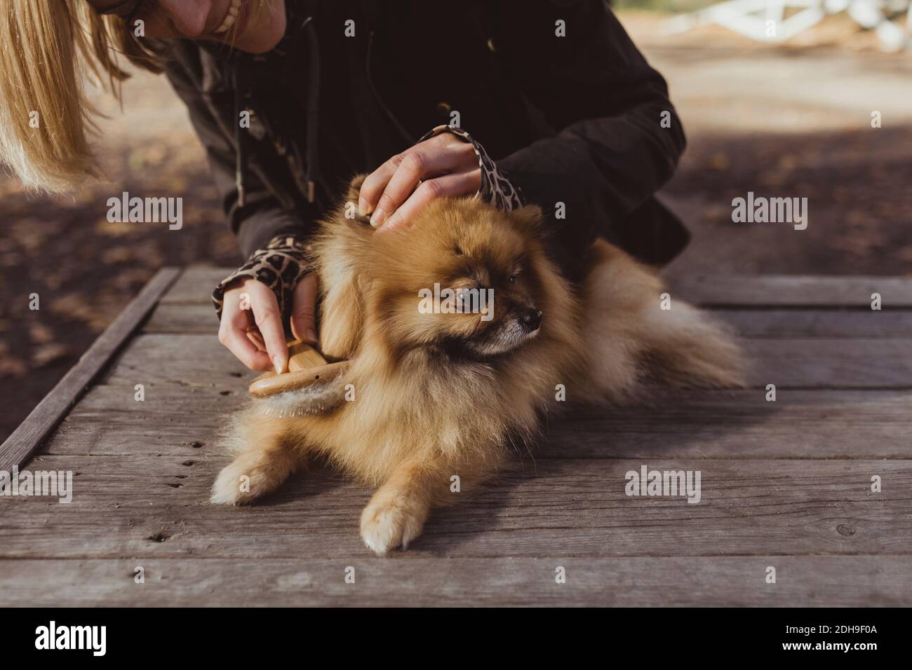 Metà della donna spazzolando Pomeranian su legno al parco Foto Stock