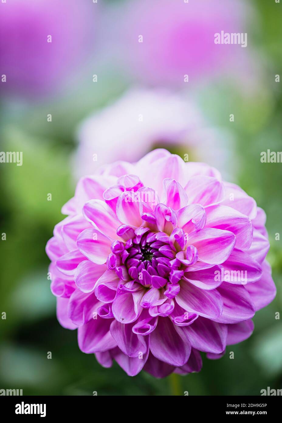 Dahlia, fiore singolo 'Pom Pom Pom' di colore viola che cresce all'aperto. Foto Stock