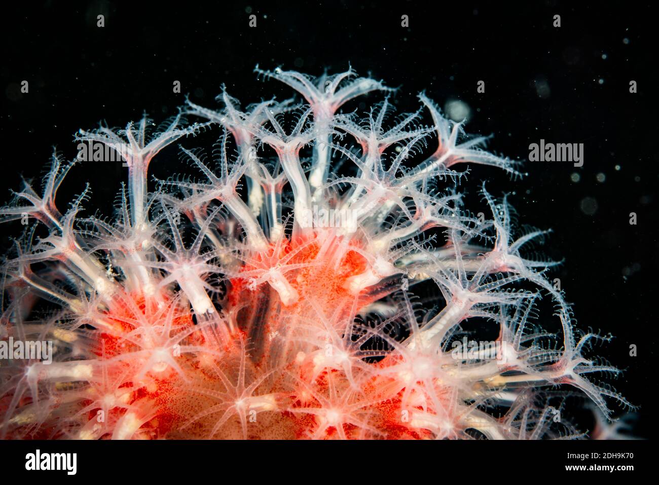 Corallo rosso tenue sott'acqua nel Golfo di San Lorenzo Foto Stock