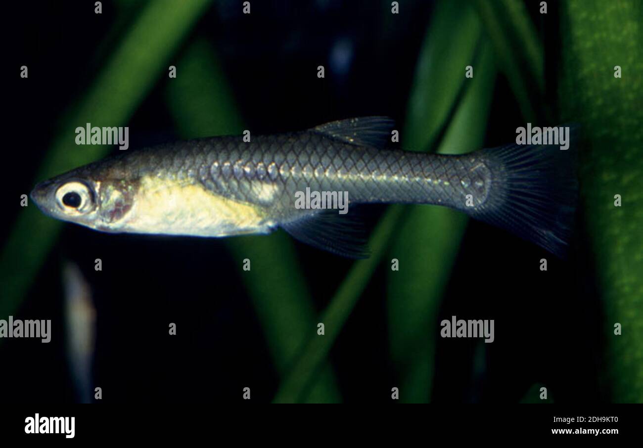 Mosquitofish metallico femminile, Girardinus metallicus Foto Stock