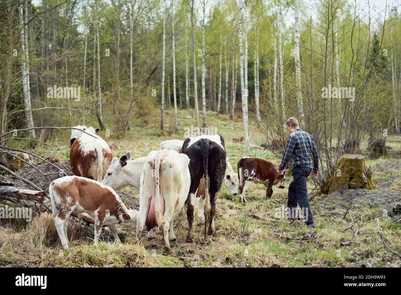 Coltivatore che cammina da bestiame su campo Foto Stock