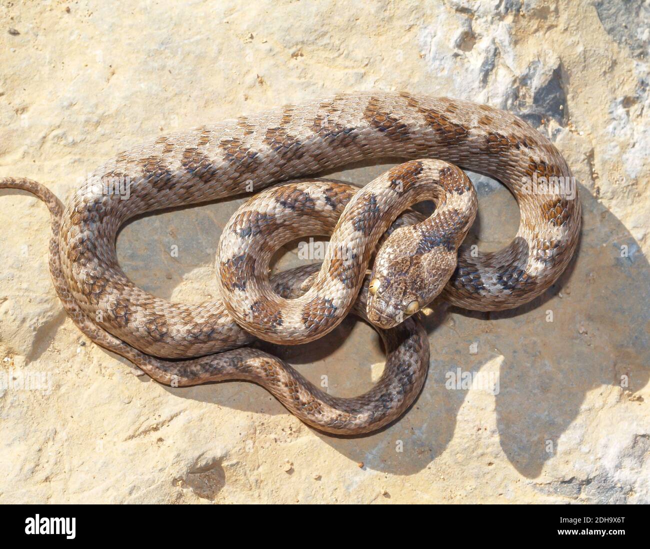 Serpente di gatto mediterraneo, Telescopus fallax, serpente soosan Foto Stock