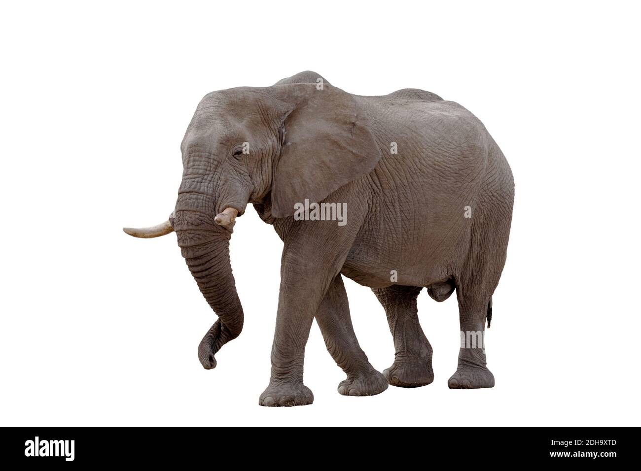 Elefante africano isolato su bianco Foto Stock