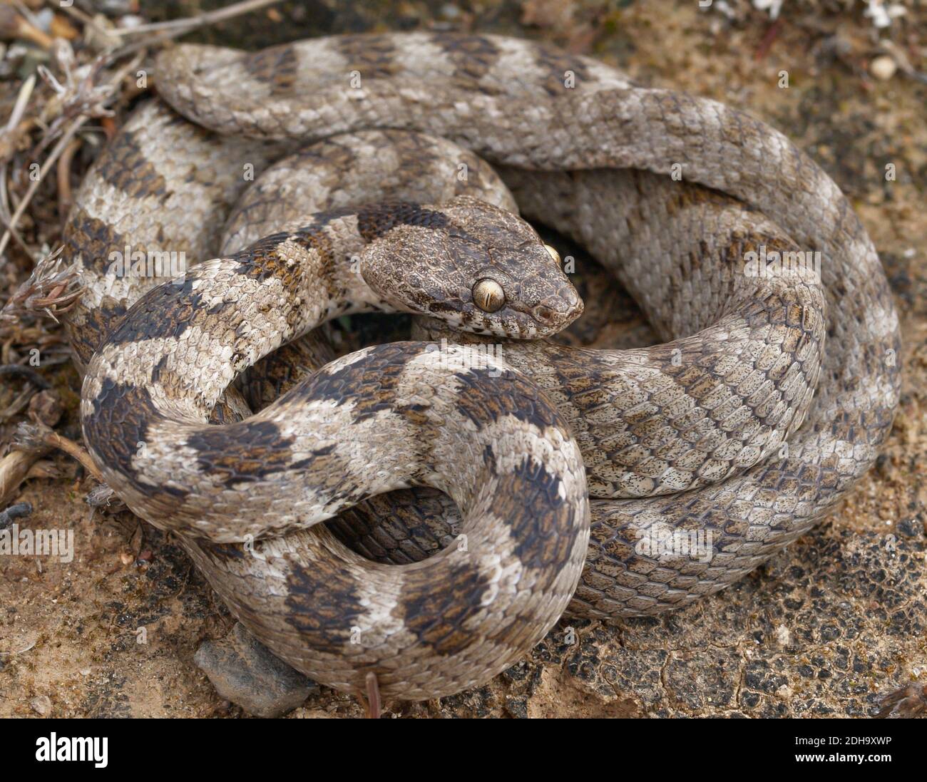 Serpente di gatto mediterraneo, Telescopus fallax, serpente soosan Foto Stock