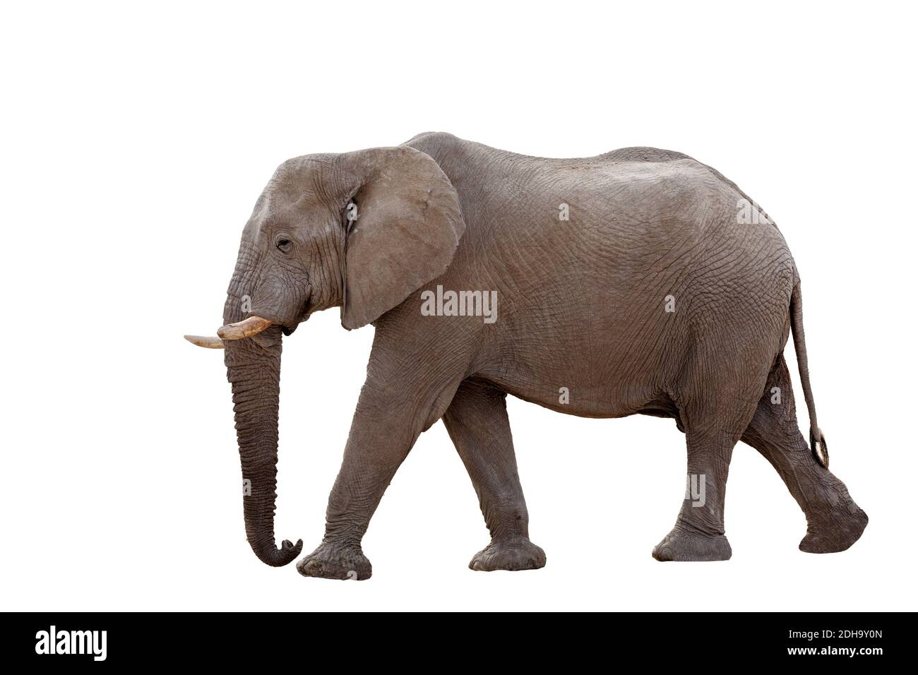 Elefante africano isolato su bianco Foto Stock