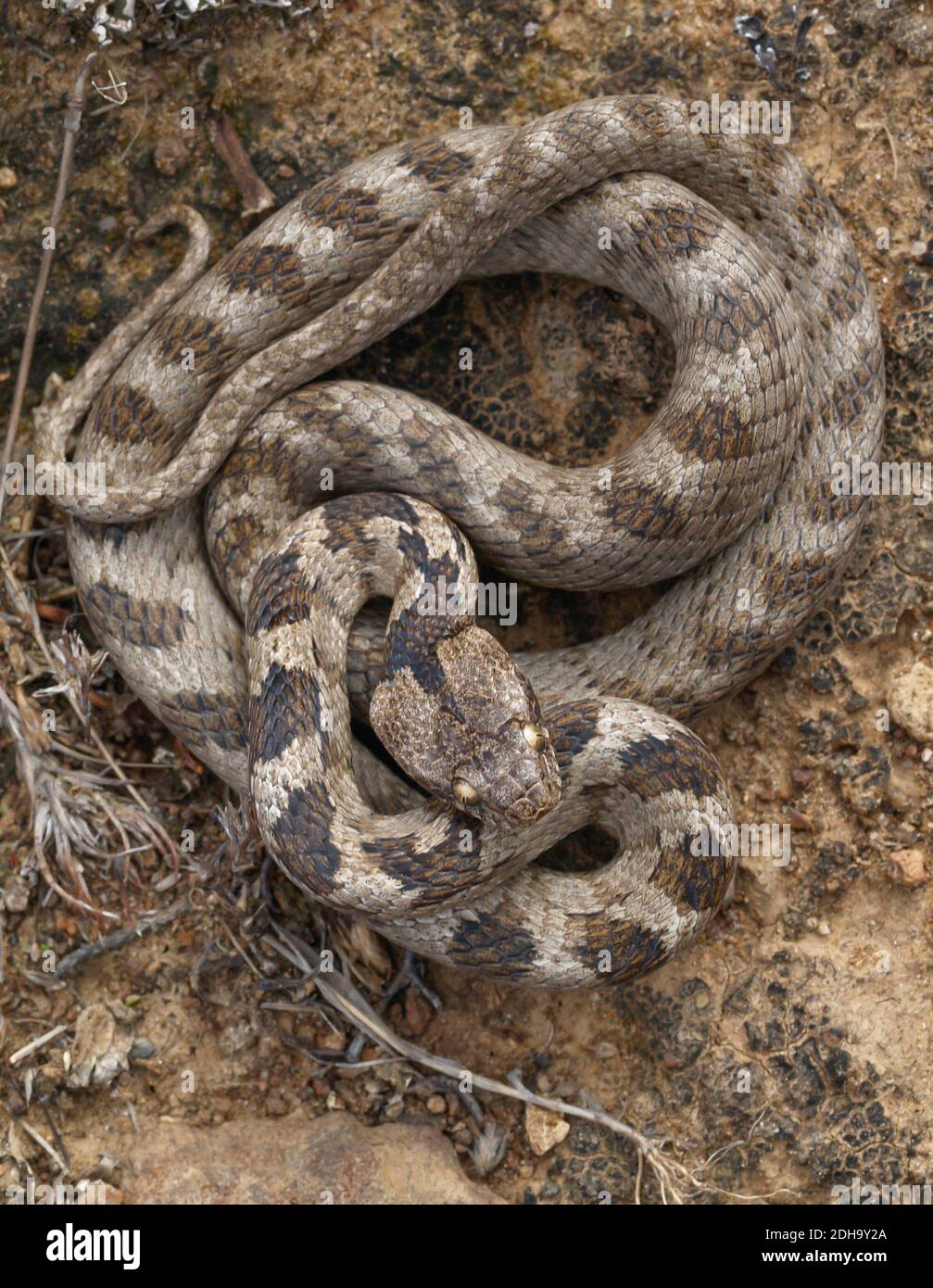 Serpente di gatto mediterraneo, Telescopus fallax, serpente soosan Foto Stock