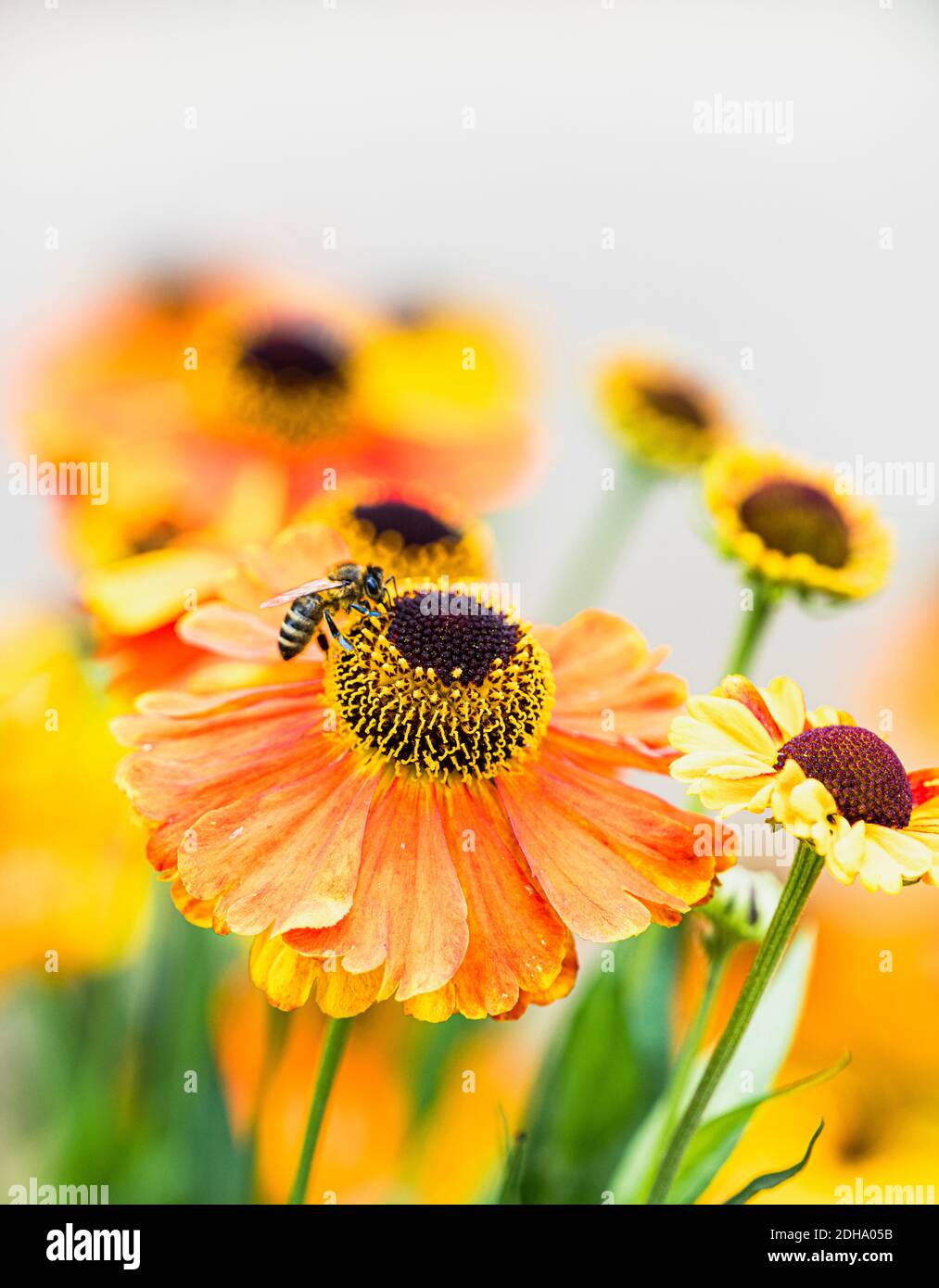 Sneezeweed, sneezeweed comune, Helenium 'Moerheim Beauty', fiori di colore arancione che crescono all'aperto con petali e stamen visibile. Foto Stock
