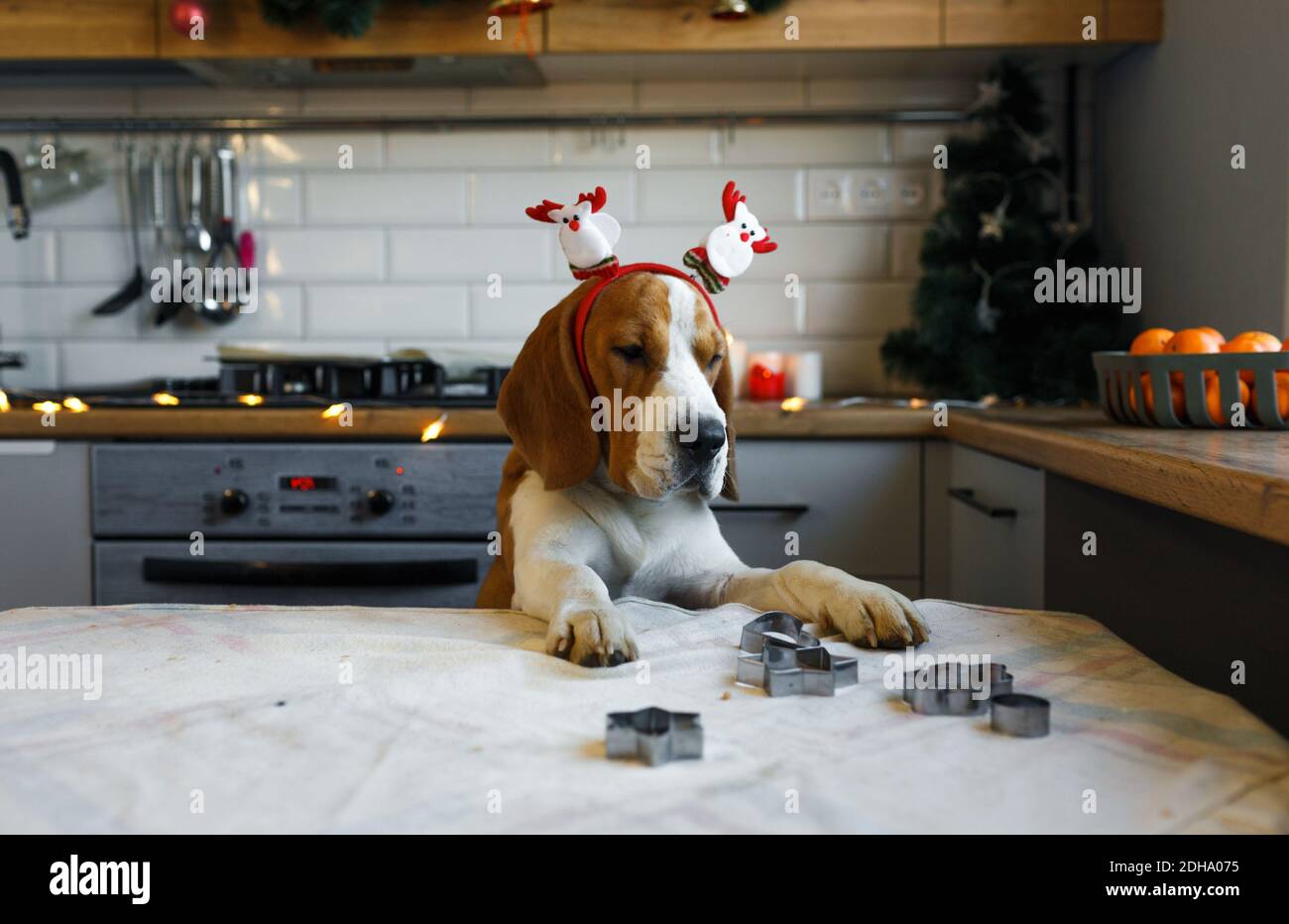Un cane Beagle con decorazioni natalizie sulla testa si erge sulle gambe posteriori in cucina in attesa di un trattamento. Foto Stock